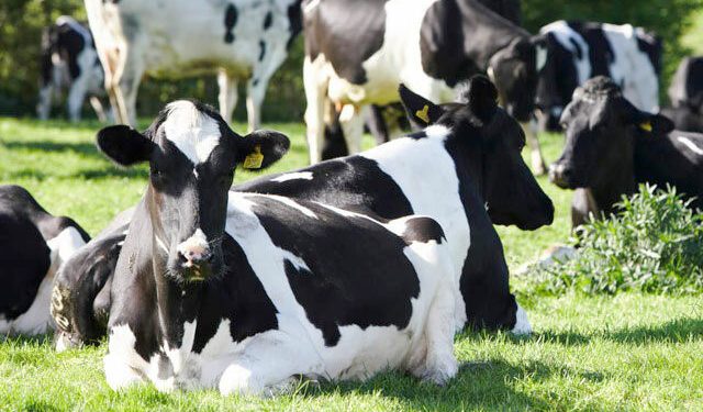 Зоти говҳои алои тоҷикӣ