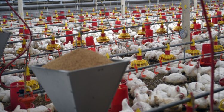 Рушди соҳаи парандапарварӣ дар соли 2023