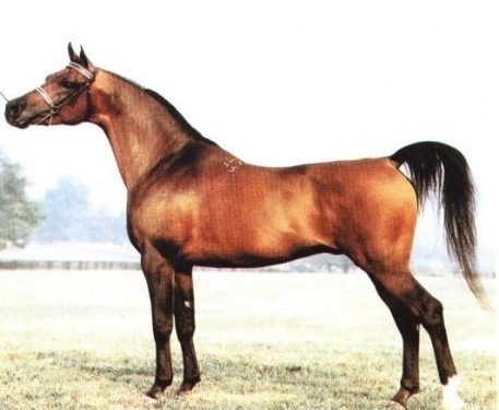 ЗОТИ АСПИ ТОҶИКӢ