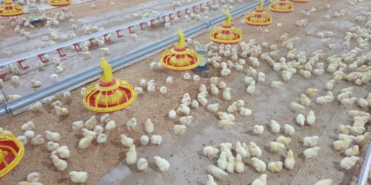 ТАЪСИРИ ИЛОВАҲОИ МАЪДАНДОРУ ВИТАМИНДОР