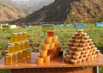 Рушди соҳаи занбӯри асалпарварӣ дар соли 2023