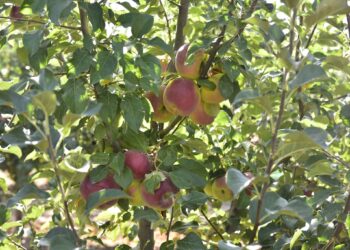 Рушди соҳаи боғу токпарварӣ