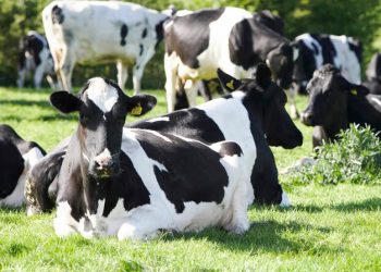 Зоти говҳои алои тоҷикӣ