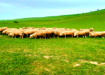 Таснифоти зоти маҳинпашми тоҷикӣ