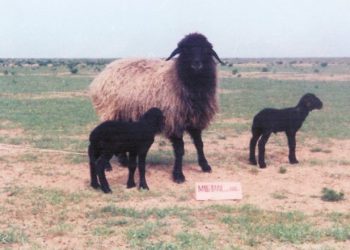 Гӯсфандони зоти қароқӯлӣ