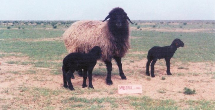 Гӯсфандони зоти қароқӯлӣ