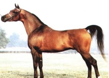 ЗОТИ АСПИ ТОҶИКӢ