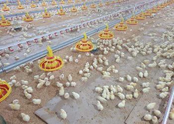 ТАЪСИРИ ИЛОВАҲОИ МАЪДАНДОРУ ВИТАМИНДОР