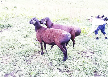 ТИПИ “ФАРХОРӢ”-И ГӮСФАНДИ ЗОТИ ҲИСОРӢ.