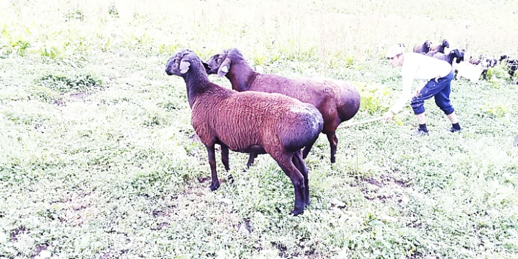 ТИПИ “ФАРХОРӢ”-И ГӮСФАНДИ ЗОТИ ҲИСОРӢ.